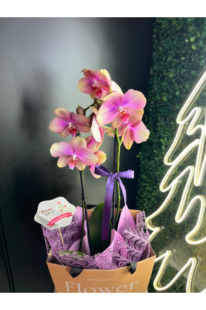 Somon Esintili Premium Phalaenopsis Orkide