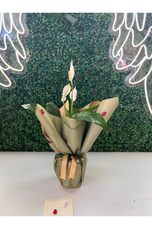 Saksıda Barış Çiçeği (Spathiphyllum)