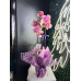Somon Esintili Premium Phalaenopsis Orkide