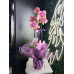 Somon Esintili Premium Phalaenopsis Orkide